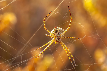Beautiful spider feasting grasshopper on a spider web . Macro photo.