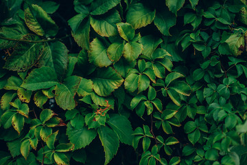 Green flower fleshy leaves background
