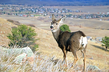 Mule deer along a hiking trail in Colorado