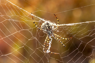 Beautiful spider feasting grasshopper on a spider web . Macro photo.