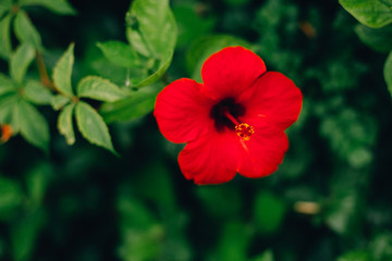 Obraz premium Hawaiian red hibiscus stock photo