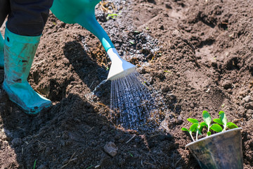 woman working in garden