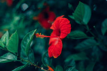 Hawaiian red hibiscus stock photo
