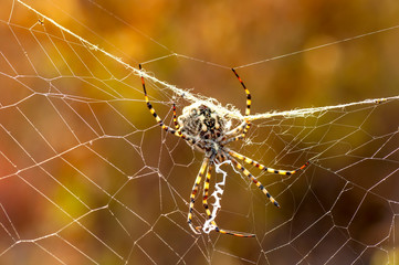 Beautiful spider feasting grasshopper on a spider web . Macro photo.