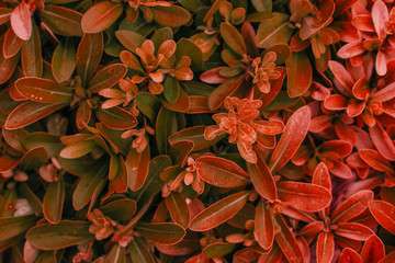 Red leaves flower background