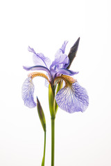 blue iris flower on the white