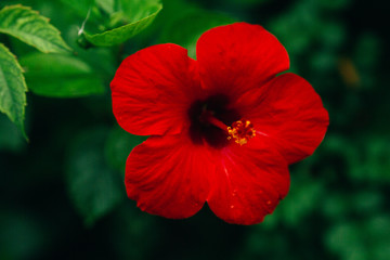 Fototapeta premium Hawaiian red hibiscus stock photo