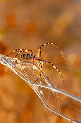 Beautiful spider feasting grasshopper on a spider web . Macro photo.