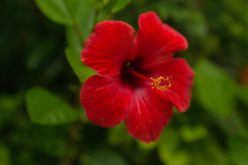 Hawaiian red hibiscus stock photo