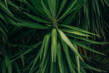 Green palm leaves background photo