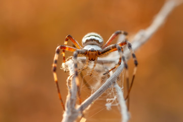 Beautiful spider feasting grasshopper on a spider web . Macro photo.