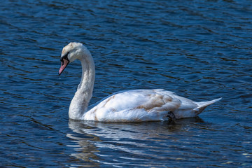 Mute Swan