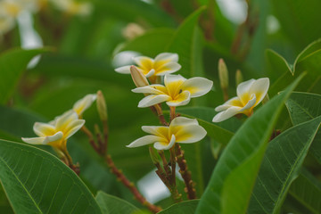 Fototapeta na wymiar Plumeria alba - tropical white flower