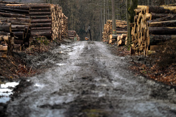 Waldweg mit gestapelten Holzstämmen und Forstmaschine Greifer - Stockfoto