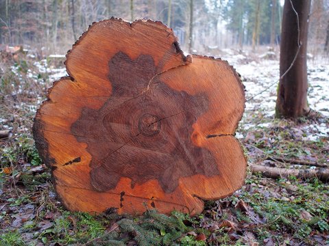 Kettens&auml;ge - kaputter Eschenbaum mit Kernf&auml;ule