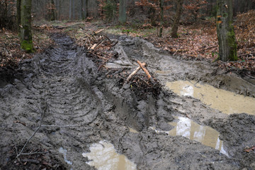 Reifenspuren im Waldboden von Forstmaschinen in abgeholztem Waldgebiet - Stockfoto
