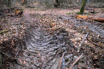 Reifenspuren im Waldboden von Forstmaschinen in abgeholztem Waldgebiet - Stockfoto