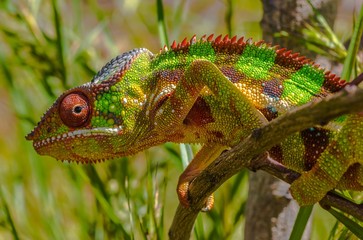 Colourful panther chamaleon in northern madagascar