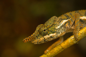 nose horned chamaleon in natural habitat madagascar