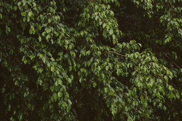 Green flower fleshy leaves background