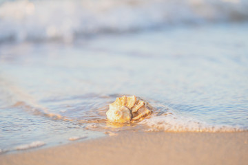 beautiful shell lies on the beach, next to the azure water of the sea