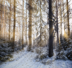 rays of the sun landscape winter forest, glow landscape in a beautiful snowy forest seasonal panorama of winter