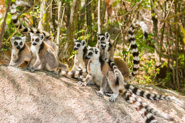 Ring-tailed lemur Family in Isalo National Parc of Madagascar 