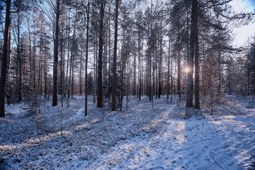 landscape winter forest gloomy, seasonal landscape snow in forest nature