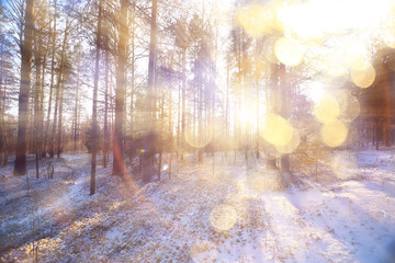 panorama, winter forest landscape, rays of the sun in a snowy landscape, snow weather sunset in the forest