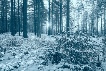 landscape winter forest gloomy, seasonal landscape snow in forest nature