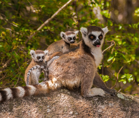 Ring tail lemur family in its natural habitat in isalo national parc madagascar © Miguel