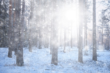 landscape snowfall in the forest, forest covered with snow, panoramic view trees in the snow weather