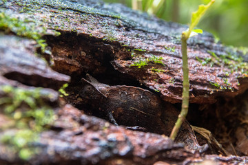 pygmy chameleon camouflaged in tree trunk in its natural habitat madagascar