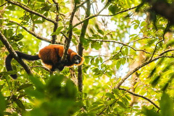 madagascar red ruffed lemur masoala