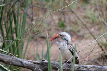 Bird sitting on a log in south africa