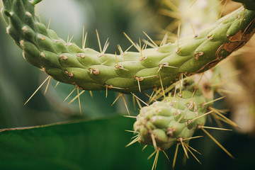 Green Cactus succulent stock photo