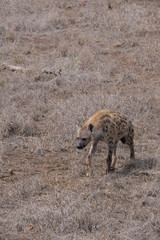 Naklejka na ściany i meble Hyena searching for food