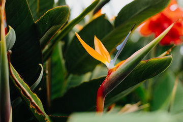 The bird of paradise flower