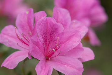 pink flower