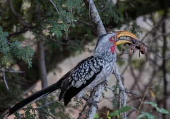 hornbill eating spider