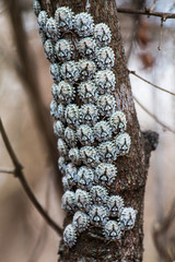 Exotic insects of madagascar 