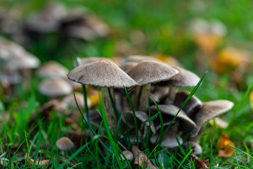 Pilz01
