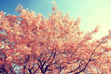 branches leaves yellow background / abstract seasonal background falling leaves beautiful photo