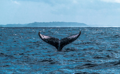 Humpback whale flute / tail in Indian Ocean / St marie madagascar