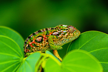 beaufitul colourful close up of Jeweled chameleon / Furcifer lateralis in its natural habitat Madagascar