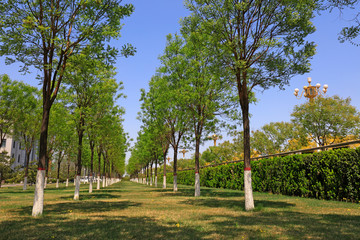 Obraz premium Urban Park Woodland