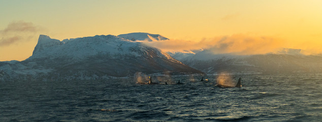 Panorama of snowy mountains and sea with orca family swimming into sunset northern norway