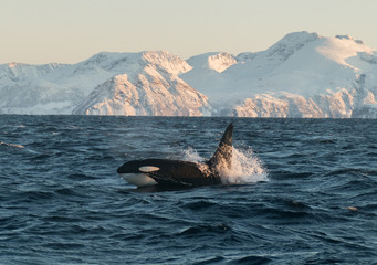 orca/killer whale breaching in northern norway