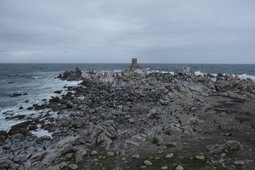 Cormorants and penguins in south africa