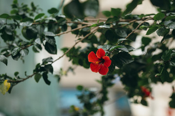 Hawaiian red hibiscus stock photo